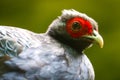 Colorful head of a rare and critically endangered edwards`s pheasant in close-up view