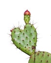 Heart shaped prickly pear cactus valentine Royalty Free Stock Photo