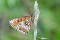 Colorful Heath fritillary on bent Royalty Free Stock Photo