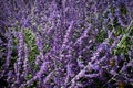 Colorful heather blows in the wind.jpg