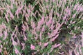 Colorful heather or heath on heathland in full bloom and blossom in autumn or fall