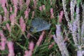 Colorful heather or heath on heathland in full bloom and blossom in autumn or fall