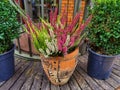 Colorful heathers in a pot, autumn.