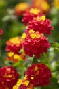 Colorful Hedge Flower Lantana or Weeping Lantana