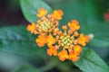 Colorful Hedge Flower, Weeping Lantana, Calippo Yellow