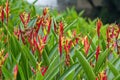 Colorful Heliconia psittacorum Lizette yellow red flowers in the