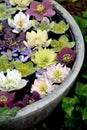 Colorful hellebores flowers