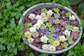 Colorful hellebores flowers in water