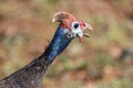 Colorful helmeted guineafowl Numida meleagris head portrait closeup in Kruger National Park