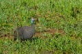 Colorful Helmeted Guineafowl in South Africa