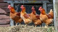 Colorful hens pecking in the vibrant farmyard dust, a picturesque scene of rural life Royalty Free Stock Photo