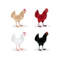 Colorful hens set. Vector illustration isolated on white background Royalty Free Stock Photo