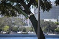 Colorful heron flying at the park Royalty Free Stock Photo