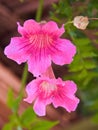 Colorful hibiscus blooming in Marrakech, Morocco