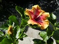 Colorful Hibiscus Flower