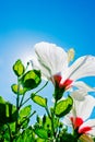 Colorful hibiscus flowers at day