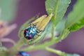 Colorful Hibiscus Harlequin Bug, Tectocoris diophthalmus