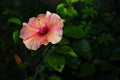 The colorful Hibiscus rosa flower.