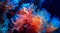 colorful high detailed macro image of sea corals, vivid multicolor textured wallpaper background of sea life corals reef