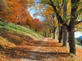 Colorful hike in autumn in the forest