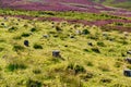 Scenery of Scotland in England Royalty Free Stock Photo