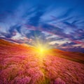 Colorful hill slope covered by violet heather flowers Royalty Free Stock Photo