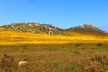 Colorful Hills at West Coast National Park in South Africa