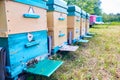 Colorful Hive Boxes in Apiary