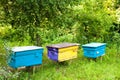 Colorful hives in apiary in a summer garden