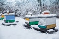 Colorful hives on apiary in winter stand in snow among snow-covered trees. Wintering honeybees in fresh air outside