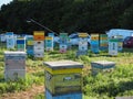 Colorful hives with bees on a meadow in an idyllic mountain region pollinating the blossoming flowers
