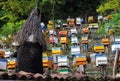 Colorful hives of Bulgarian apiary or bee yard