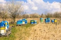 Colorful hives in the field, blooming trees, early spring daylight