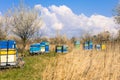 Colorful hives in the field, blooming trees, early spring daylight