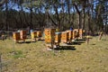 Colorful hives in a forest apiary on a sunny day fenced against pests