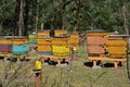 Colorful hives in a forest apiary on a sunny day fenced against pests