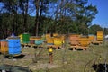 Colorful hives in a forest apiary on a sunny day fenced against pests