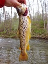 Colorful Holdover Brown Trout