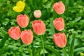 Colorful holiday or birthday background with tulip flowerbed of red color