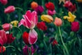 Colorful holiday or birthday panoramic background with tulip flower garden, red, yellow, white, Keukenhof flower garden,