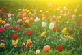 Colorful holiday or birthday panoramic background with tulip flower garden, red, yellow, white, Keukenhof flower garden, Royalty Free Stock Photo