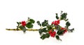 A colorful holly branch