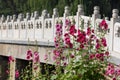 Hollyhock and Chinese traditional stone bridge Royalty Free Stock Photo