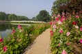 Hollyhock and Chinese traditional stone bridge Royalty Free Stock Photo