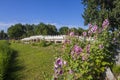 Hollyhock and Chinese traditional stone bridge Royalty Free Stock Photo