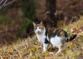 Colorful home cat in the forest for hunting