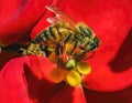 Colorful Honey Bee Red Flower Yellow Stamen