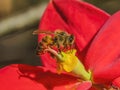 Colorful Honey Bee Red Flower Yellow Stamen Royalty Free Stock Photo