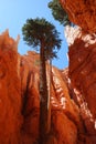 Hoodoos in Bryce Canyon, Utah, USA Royalty Free Stock Photo