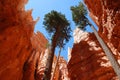 Hoodoos in Bryce Canyon, Utah, USA Royalty Free Stock Photo